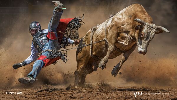 Снимок Mad Cow фотографа  Tony Law, победивший в категории Sports Photographer Of the Year среди Non-Professional конкурса International Photography Awards 2019 - Sputnik Грузия