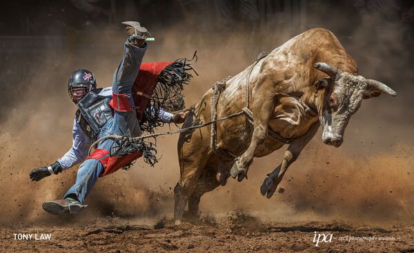 Снимок Mad Cow фотографа  Tony Law, победивший в категории Sports Photographer Of the Year среди Non-Professional конкурса International Photography Awards 2019 - Sputnik Грузия