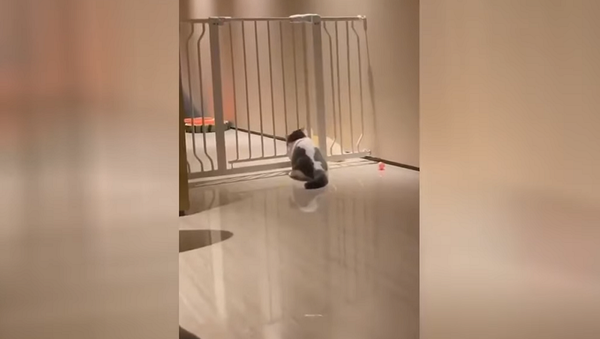 Пухлый кот попытался протиснуться через ограждение и поплатился – смешное видео - Sputnik Грузия