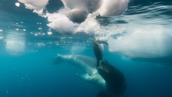 Триллер мира животных: охота морского леопарда на пингвина попала на видео - Sputnik Грузия