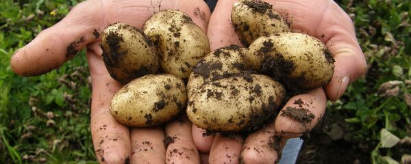 ახლად ამოღებული კარტოფილი ახლად ამოღებული კარტოფილი - Sputnik საქართველო