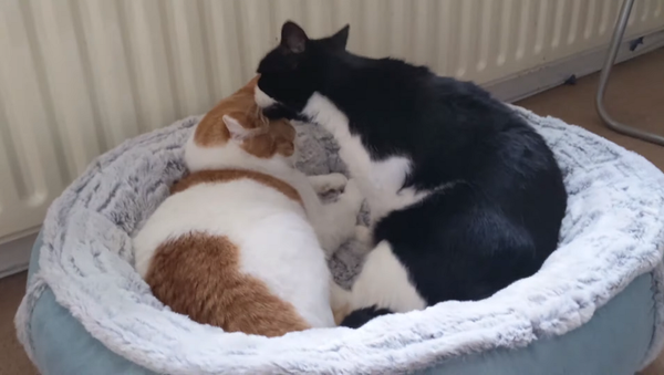 От любви до ненависти одно мяу – забавные кошачьи разборки попали на видео - Sputnik Грузия