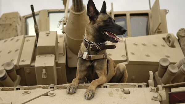 ბელგიური მალინუას ჯიშის სამხედრო ძაღლი - Sputnik საქართველო