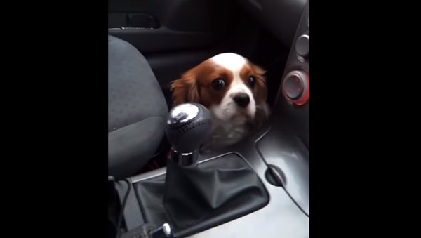 Собака осознала, что ее привезли к ветеринару – видео бесценной реакции питомца - Sputnik Грузия