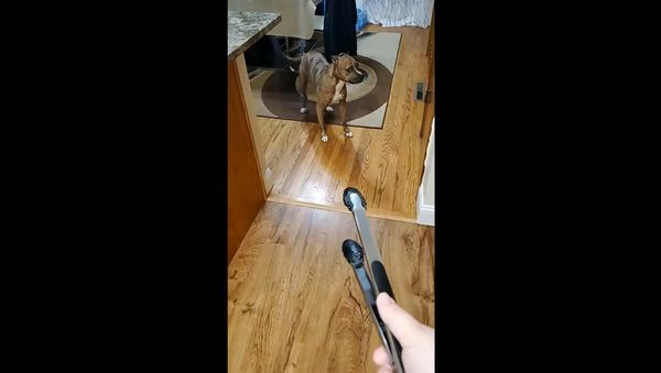 Хозяйка, перестань!: любопытный пес мешал женщине готовить и поплатился – видео - Sputnik Грузия