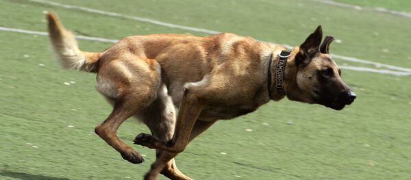 Трамп, собаки малинуа и импичмент: кто выиграл от смерти аль-Багдади Трамп, собаки малинуа и импичмент: кто выиграл от смерти аль-Багдади - Sputnik Грузия