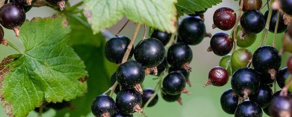 შავი მოცხარი - Sputnik საქართველო