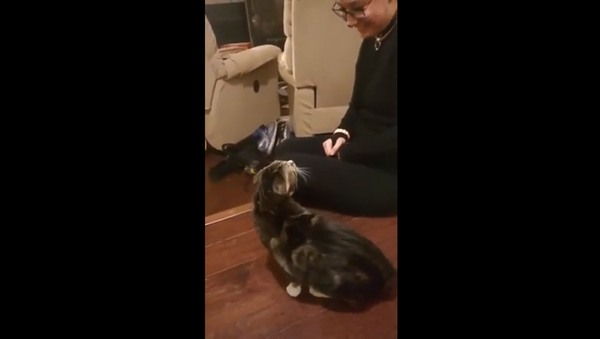 Кошка не узнает хозяйку с кошачьими ушками – забавное видео - Sputnik Грузия