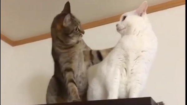 Желание кошек начать драку переросло в любовь с первого взгляда – романтичное видео - Sputnik Грузия