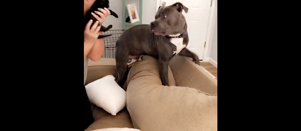 Питбулю подарили черного котенка, его реакция удивила всех – видео - Sputnik Грузия