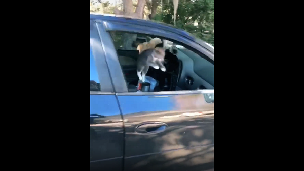 Девушка забыла поднять окно машины, и кошки устроили в ней тусовку – смешное видео - Sputnik Грузия