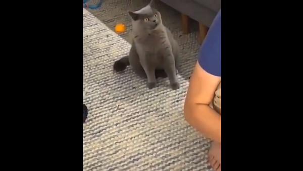 Ты вообще страх потерял?: ревнивый кот в шоке от играющего с котенком хозяина – видео - Sputnik Грузия