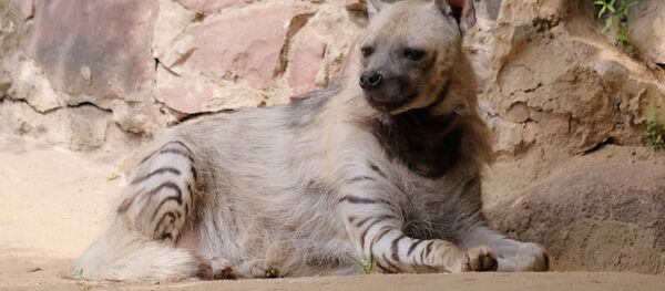 Полосатая гиена в Московском зоопарке. - Sputnik Грузия