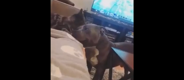 Любвеобильный кот зацеловал питбуля, и его улыбка до ушей бесценна – видео - Sputnik Грузия