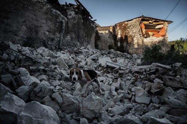 Собака на руинах дома после землетрясения в квартале Рувьер в Ле-Тейле на юго-востоке Франции - Sputnik Грузия