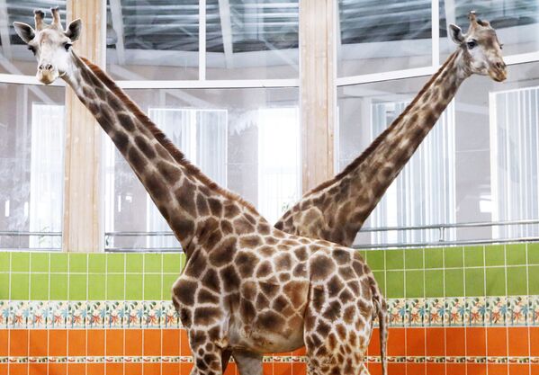 Жирафы в Красноярском зоопарке Роев ручей - Sputnik Грузия
