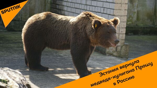 Эстония вернула медведя-хулигана Прошу в Россию - видео - Sputnik Грузия