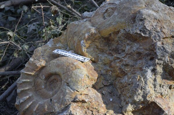 Остатки древних моллюсков возрастом 113 миллионов лет случайно обнаружили в Грузии - Sputnik Грузия