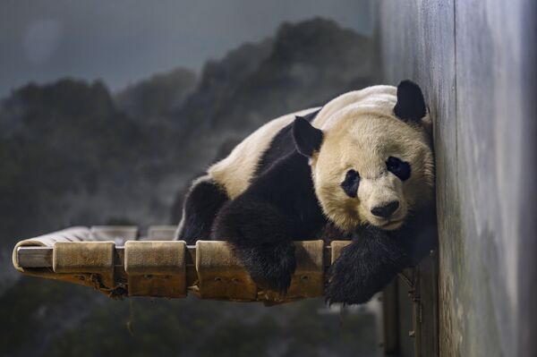 Большая панда Bei Bei отдыхает в Смитсоновском национальном зоопарке в Вашингтоне - Sputnik Грузия