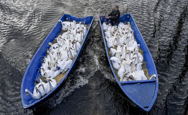  Отец лебедей Олаф Нис с птицами в лодках в городе Гамбург - Sputnik Грузия