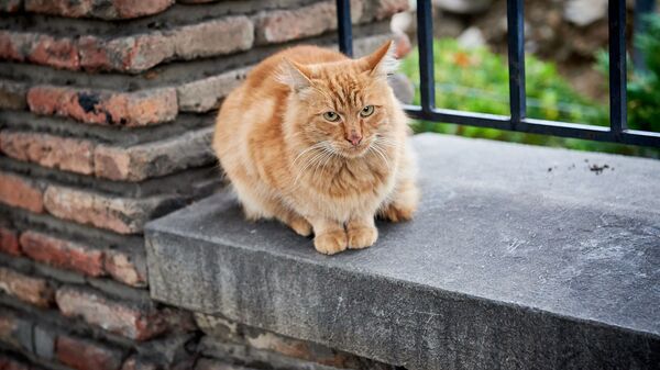 Рыжий кот сидит на ограде старого здания у серных бань в районе Абанотубани Рыжий кот сидит на ограде старого здания у серных бань в районе Абанотубани - Sputnik Грузия