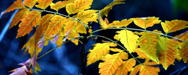 შემოდგომა შემოდგომა - Sputnik საქართველო