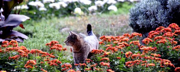 Прощай, осень! Тбилисский ботанический сад. Кошка среди цветов - Sputnik Грузия