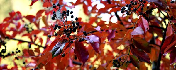 შემოდგომა - Sputnik საქართველო