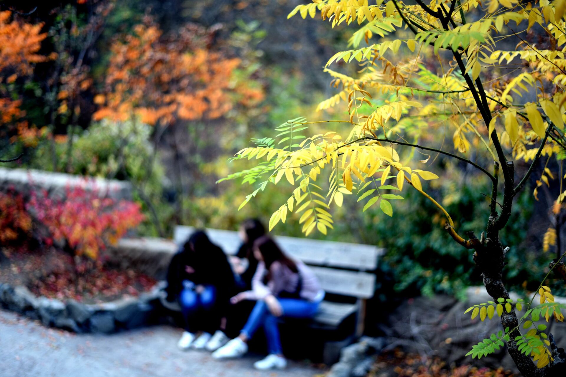 Прощай, осень! Тбилисский ботанический сад. Посетители на одной из скамеек в парке - Sputnik Грузия, 1920, 01.10.2022