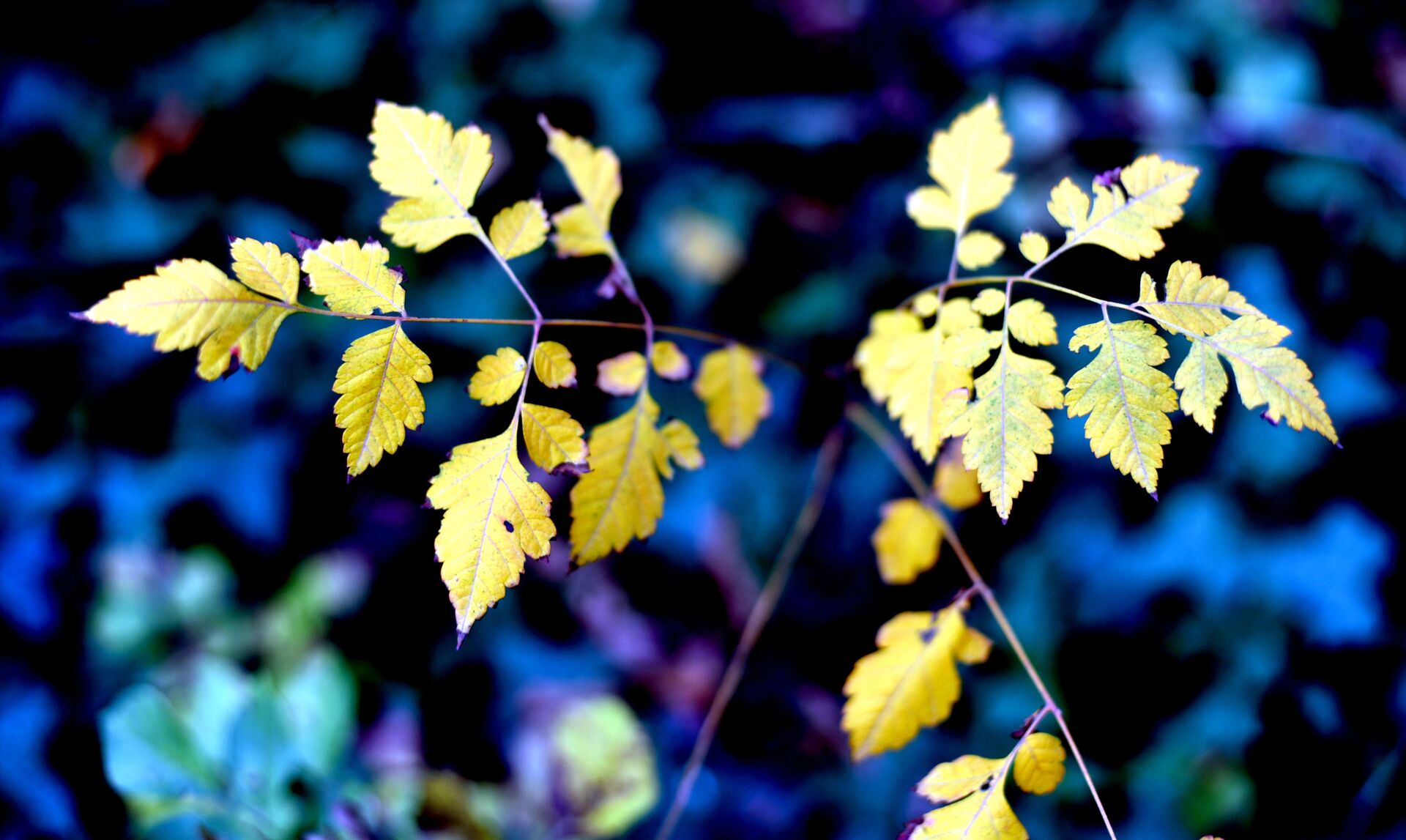 Прощай, осень! Тбилисский ботанический сад. Желтые листья - Sputnik Грузия, 1920, 28.09.2022