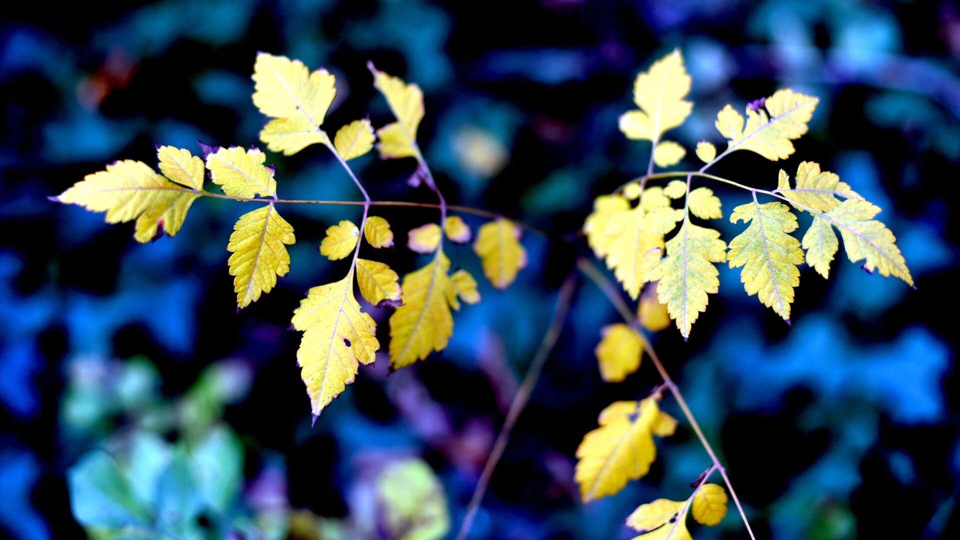 Прощай, осень! Тбилисский ботанический сад. Желтые листья - Sputnik Грузия, 1920, 30.08.2022