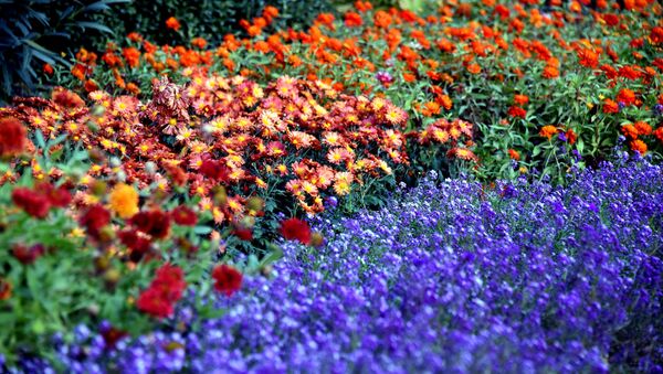 Прощай, осень! Тбилисский ботанический сад. Цветочные клумбы - Sputnik Грузия