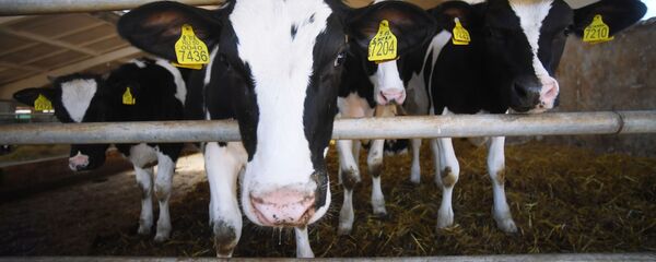 ფერმა - Sputnik საქართველო