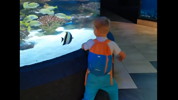Рыба сыграла в догонялки с маленьким мальчиком в океанариуме – забавное видео - Sputnik Грузия