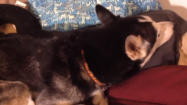 Собака обиделась на хозяйку, но не может не подпевать любимой песне – забавное видео - Sputnik Грузия