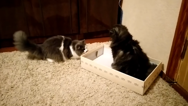 Две кошки устроили зрелищную схватку ради места в коробке для обуви – видео - Sputnik Грузия