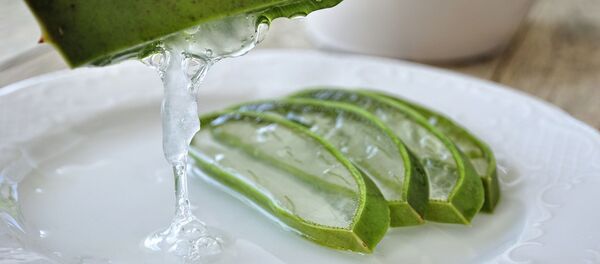 ალოე ალოე - Sputnik საქართველო