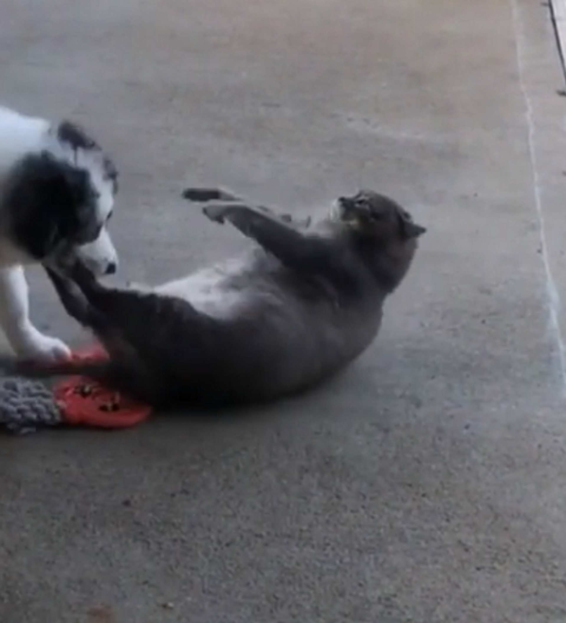 Слишком толстый кот пытается отбиться от игривой собаки, но тщетно –  забавное видео