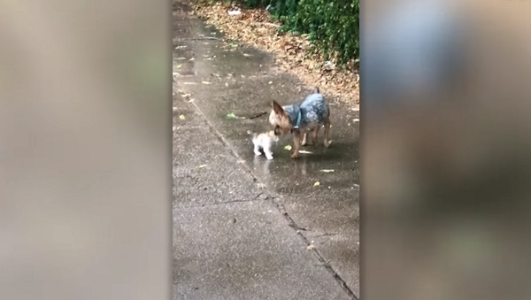 Добродушный песик спас крошечного котенка от непогоды, приведя в теплый дом – видео - Sputnik Грузия