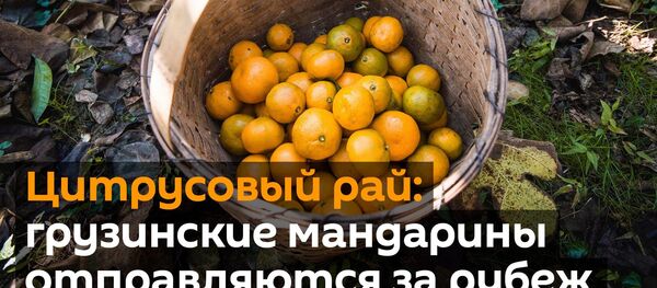 Цитрусовый рай: грузинские мандарины отправляются за рубеж - видео - Sputnik Грузия