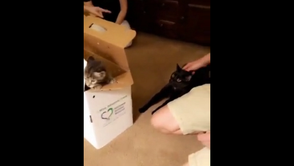 Девушки привезли домой котенка из приюта, реакция кота рассмешила всех – видео - Sputnik Грузия