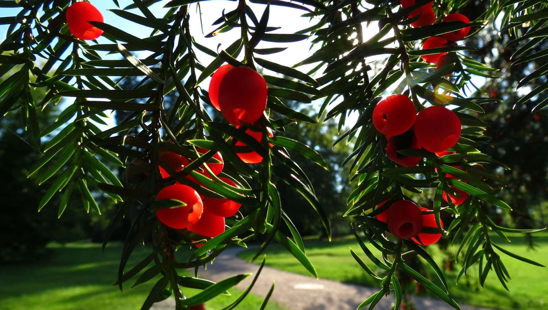 Тис это. Тис ягодный дерево. Тисс хвойное дерево. Taxus baccata. Тисс ягодный Хессей.