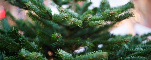 Елочный базар - Sputnik Грузия