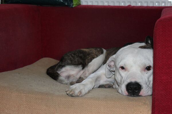 Маленькие тайны большого здания на углу - история загадочного дома Мелкумова Маленькие тайны большого здания на углу - история загадочного дома Мелкумова - Sputnik Грузия