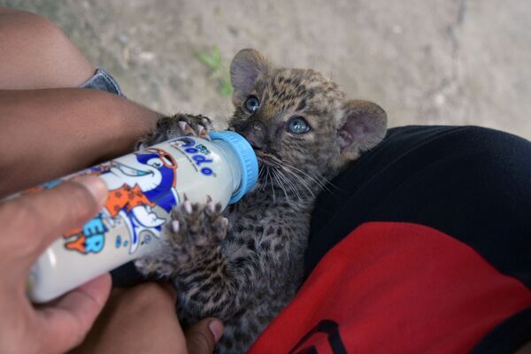 Спасенного от контрабандистов детеныша леопарда кормят молоком из бутылочки в провинции Риау, Индонезия. Борьба с браконьерами и контрабандистами, которые охотятся за редкими животными, актуальна для этой страны и по сей день - Sputnik Грузия