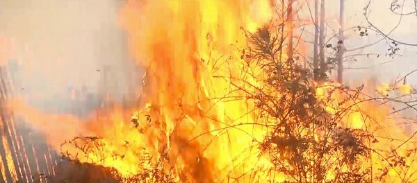 ხანძარი შიდა ქართლში: ცეცხლი ტყეს ანადგურებს ხანძარი შიდა ქართლში: ცეცხლი ტყეს ანადგურებს - Sputnik საქართველო