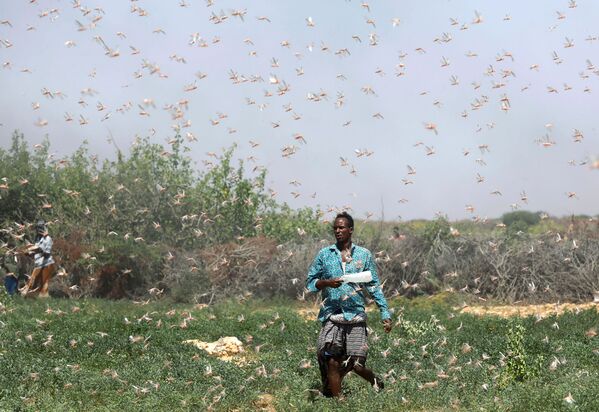 Это самое масштабное нашествие саранчи в Сомали за последние 25 лет.  Насекомые опустошили 70 тысяч гектаров полей и пастбищ в Сомали и соседней Эфиопи - Sputnik Грузия