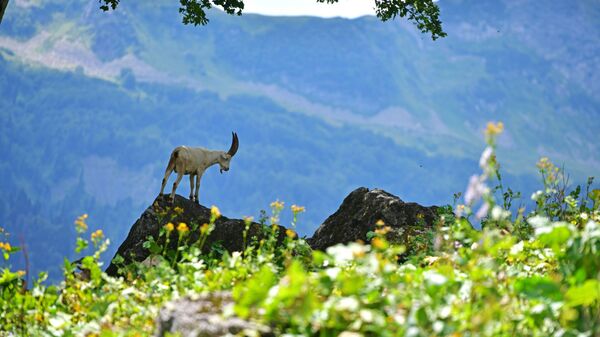 Горный козел в Рицинском реликтовом национальном парке в Абхазии - Sputnik Грузия