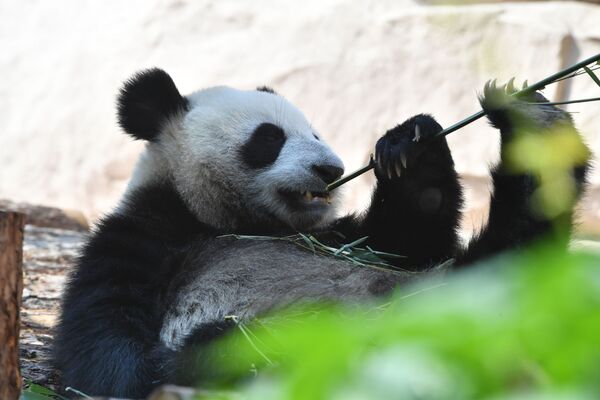 Большая панда, переданная Китаем Московскому зоопарку, в павильоне Фауна Китая - Sputnik Грузия
