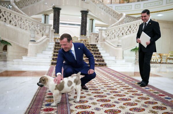 Премьер-министр России Дмитрий Медведев с подаренным президентом Туркменистана щенком алабая - Sputnik Грузия